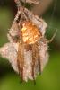 Metellina sp.